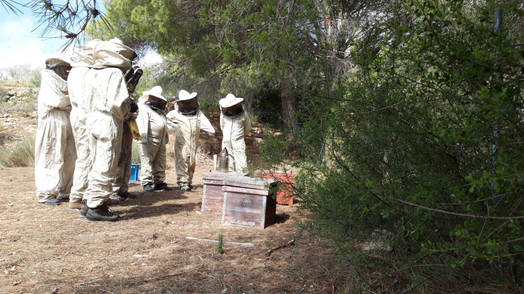 Abrint caixes d'abelles