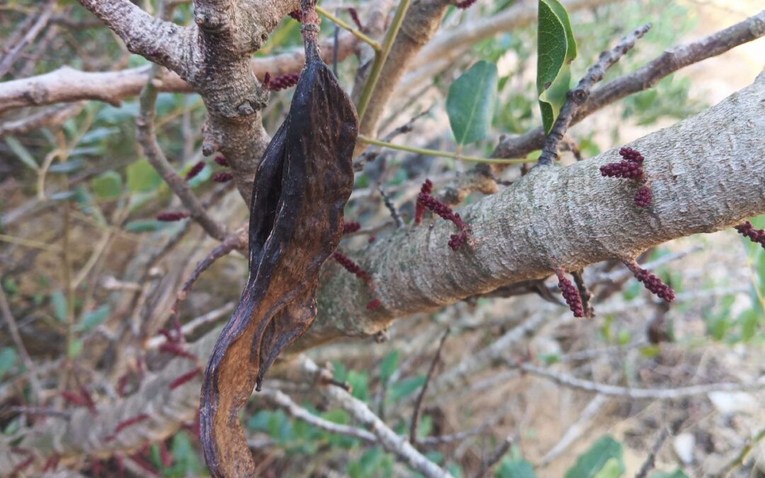 Jornades de la garrofa