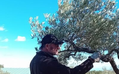 14 de febrer: Curs de poda d’oliveres amb Tomas Llop