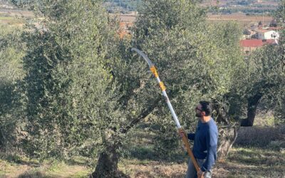 11 d’abril: Curs pràctic de poda en vas policònic