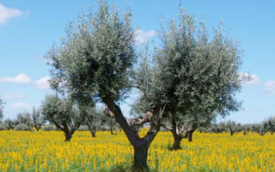 11 d&rsquo;abril: Curs pr&agrave;ctic de poda en vas polic&ograve;nic