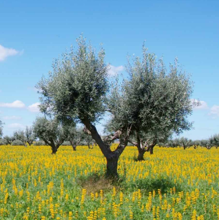 Poda en vas policonic