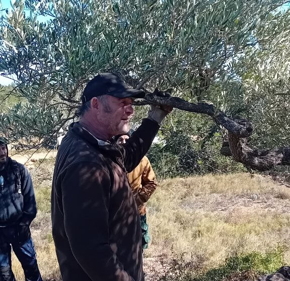 Poda d'oliveres amb tomas llop