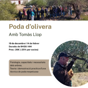 Poda d'oliveres amb tomas llop 19/12 i 14/2/27