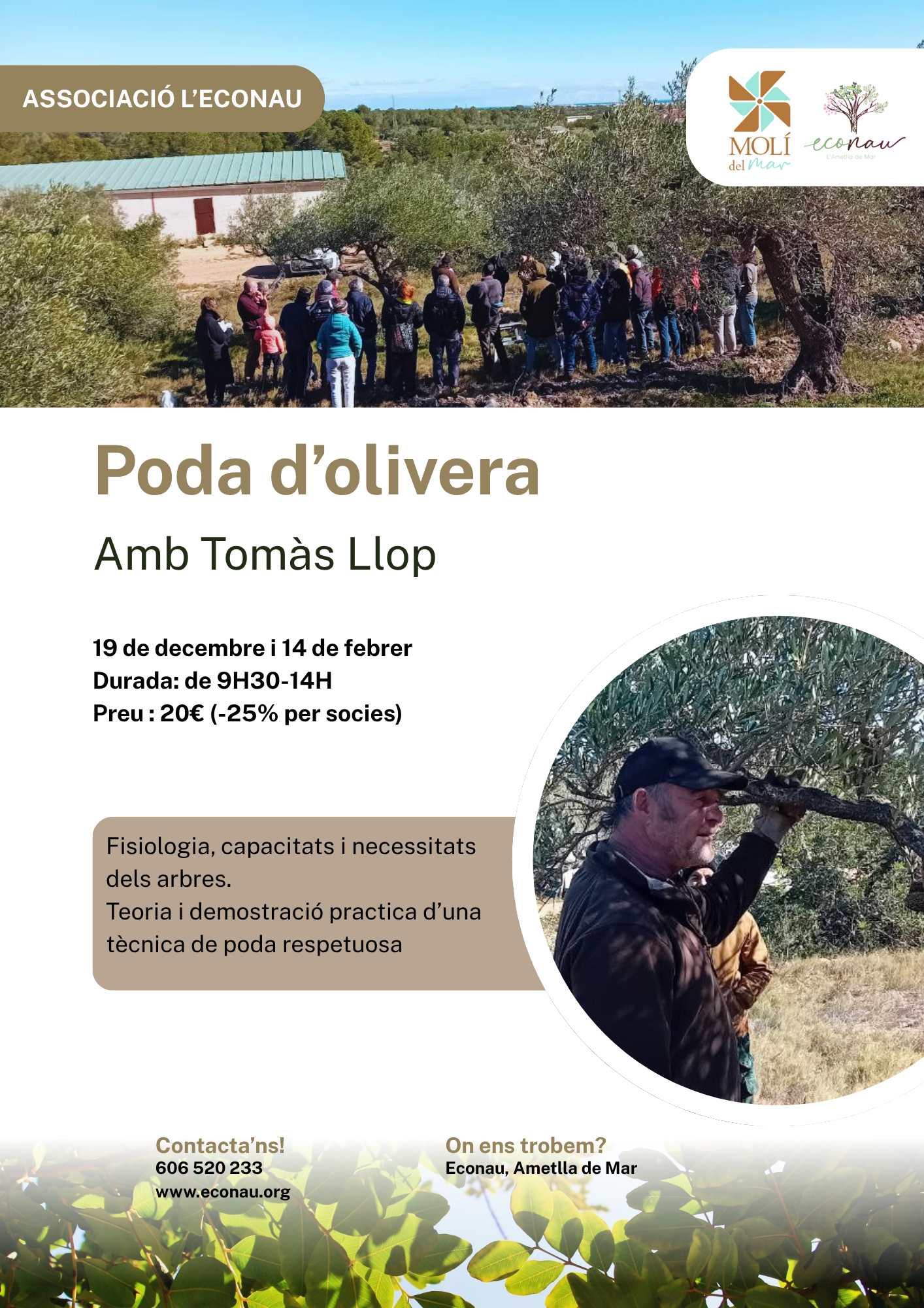 Poda d'oliveres amb tomas llop 19/12 i 14/2/27